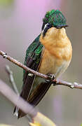 Colibri à ventre châtain