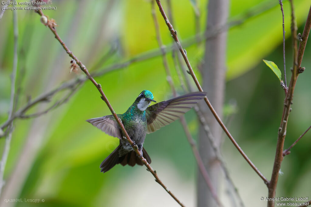 Colibri à ventre châtain