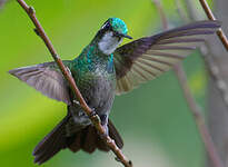 Colibri à ventre châtain