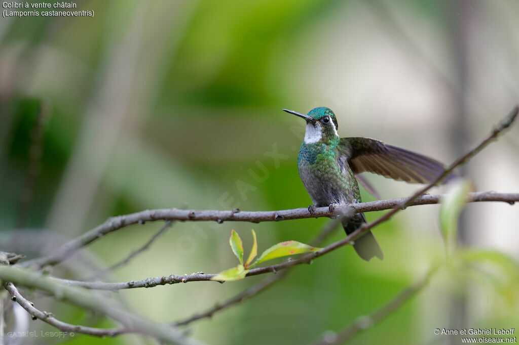 White-throated Mountaingem male