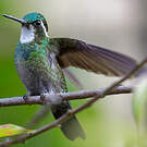 Colibri à ventre châtain