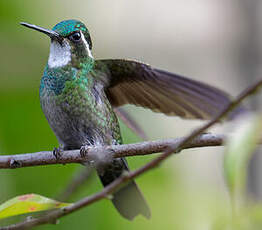 Colibri à ventre châtain