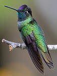 Colibri admirable