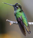 Colibri admirable