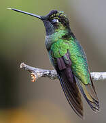 Colibri admirable