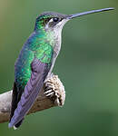 Colibri admirable