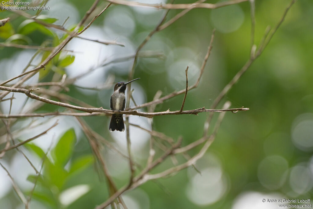 Long-billed Starthroat