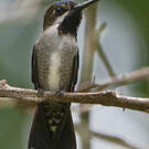 Colibri corinne