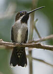 Colibri corinne