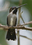 Long-billed Starthroat