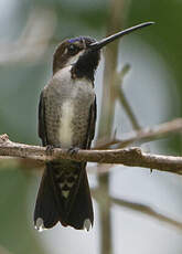 Colibri corinne