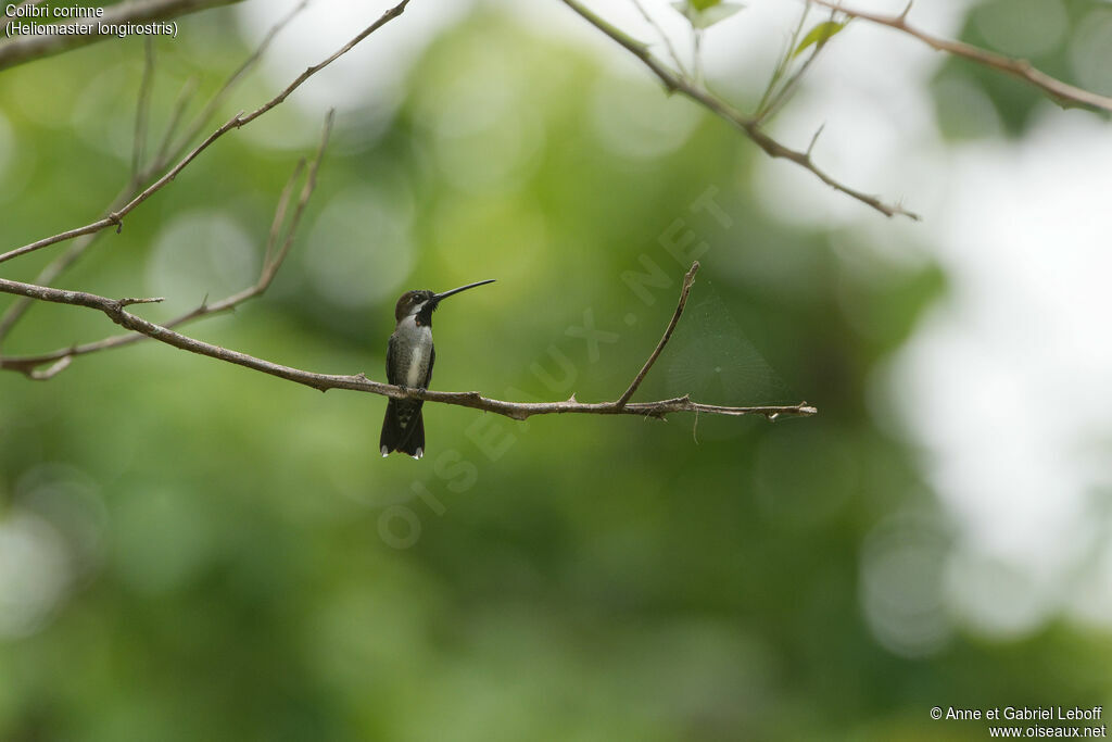 Long-billed Starthroat