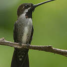 Colibri corinne