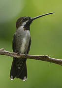 Long-billed Starthroat