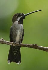 Colibri corinne