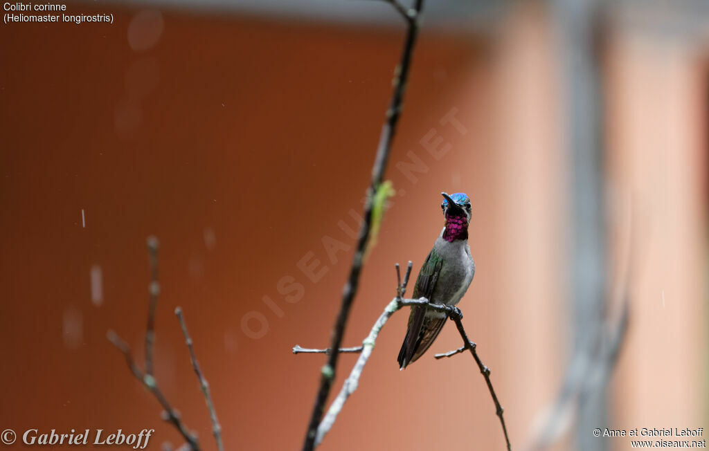 Long-billed Starthroat