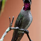 Colibri corinne
