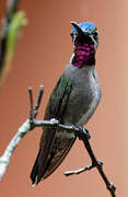 Long-billed Starthroat