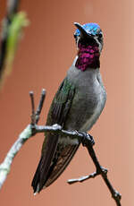 Colibri corinne