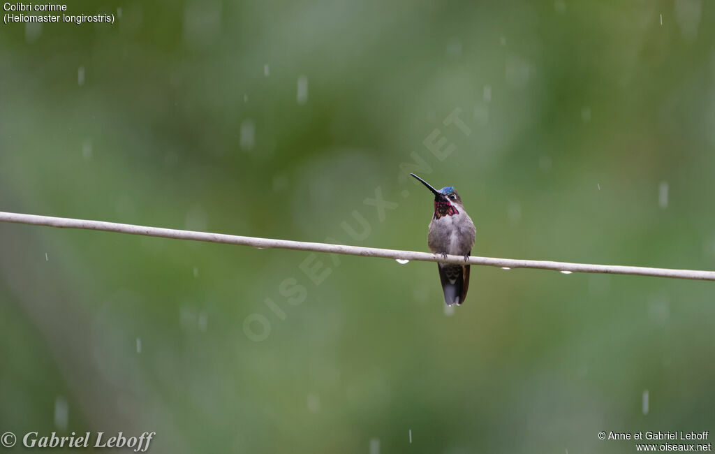 Long-billed Starthroat