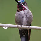 Colibri corinne