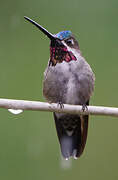 Long-billed Starthroat