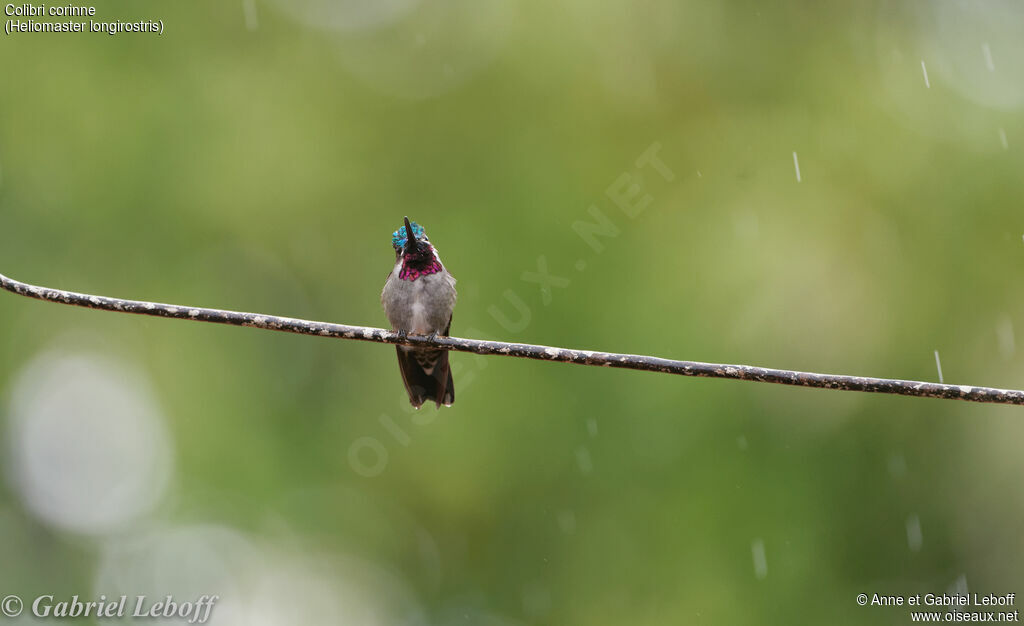 Long-billed Starthroat