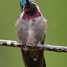 Colibri corinne