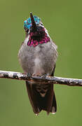 Long-billed Starthroat