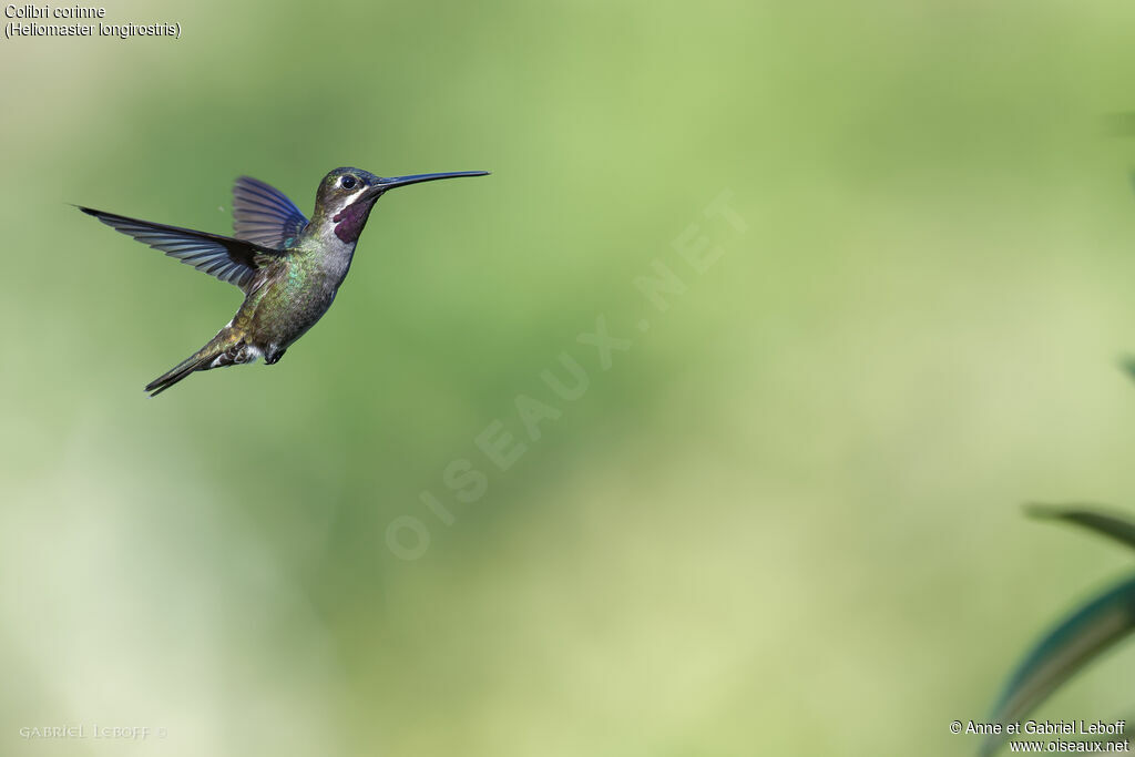 Long-billed Starthroat