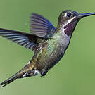 Colibri corinne