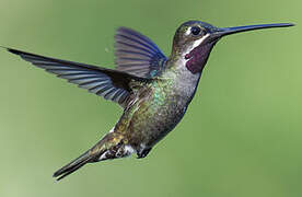 Long-billed Starthroat