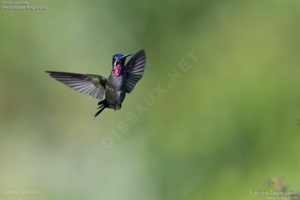 Long-billed Starthroat