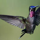 Colibri corinne