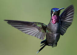 Long-billed Starthroat