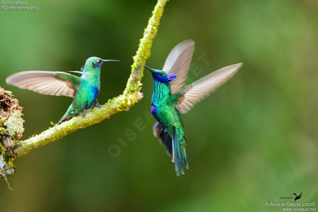 Sparkling Violetear adult