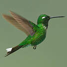 Colibri de Benjamin