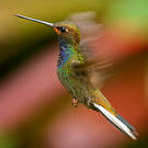 Colibri de Bouguer
