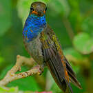 Colibri de Bouguer