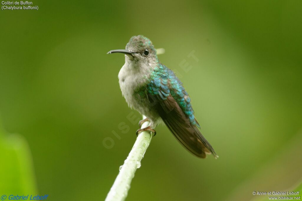 Colibri de Buffon femelle adulte