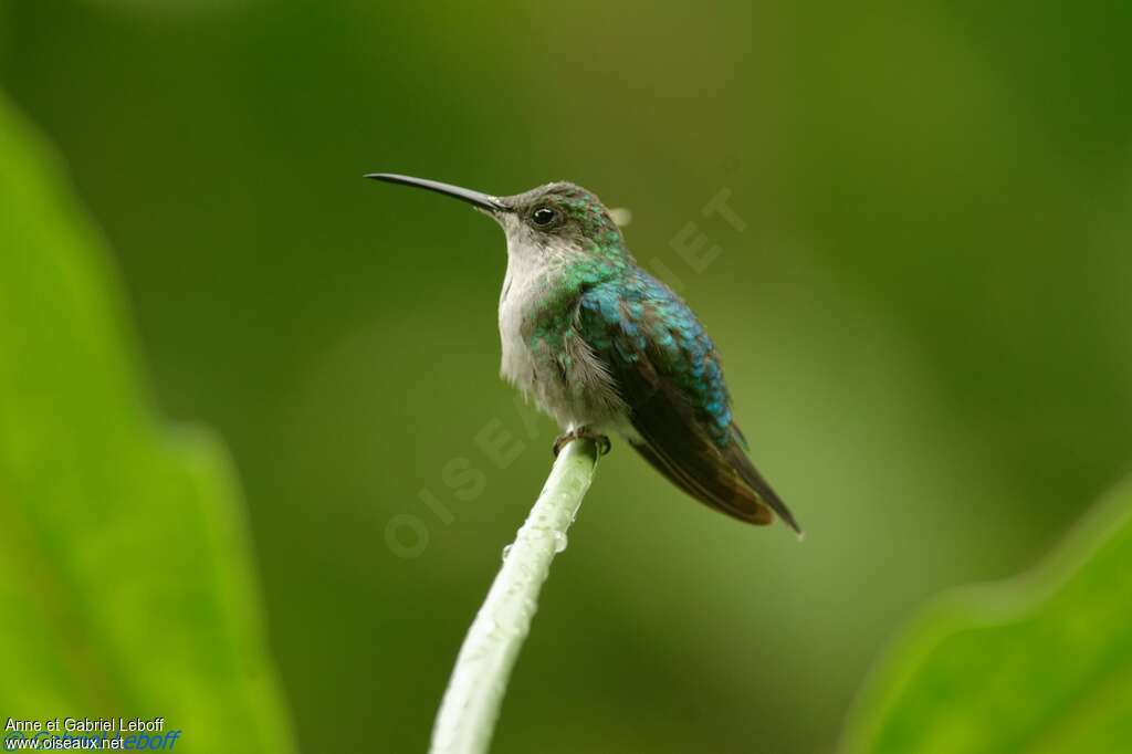 White-vented Plumeleteer female adult, identification