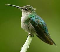 Colibri de Buffon