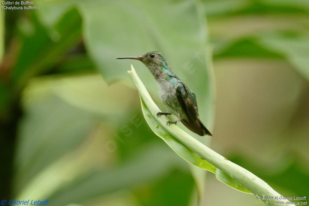 White-vented Plumeleteer female adult