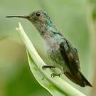 Colibri de Buffon