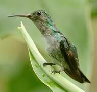 Colibri de Buffon