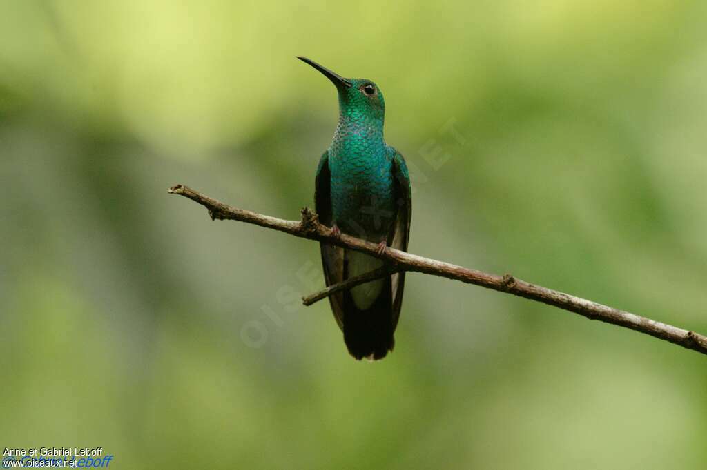 White-vented Plumeleteer male adult, close-up portrait