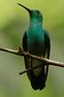 Colibri de Buffon