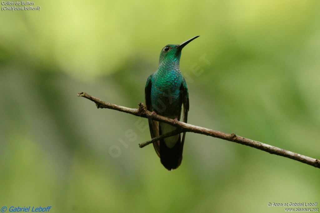 White-vented Plumeleteer male adult