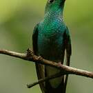 Colibri de Buffon