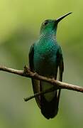 Colibri de Buffon